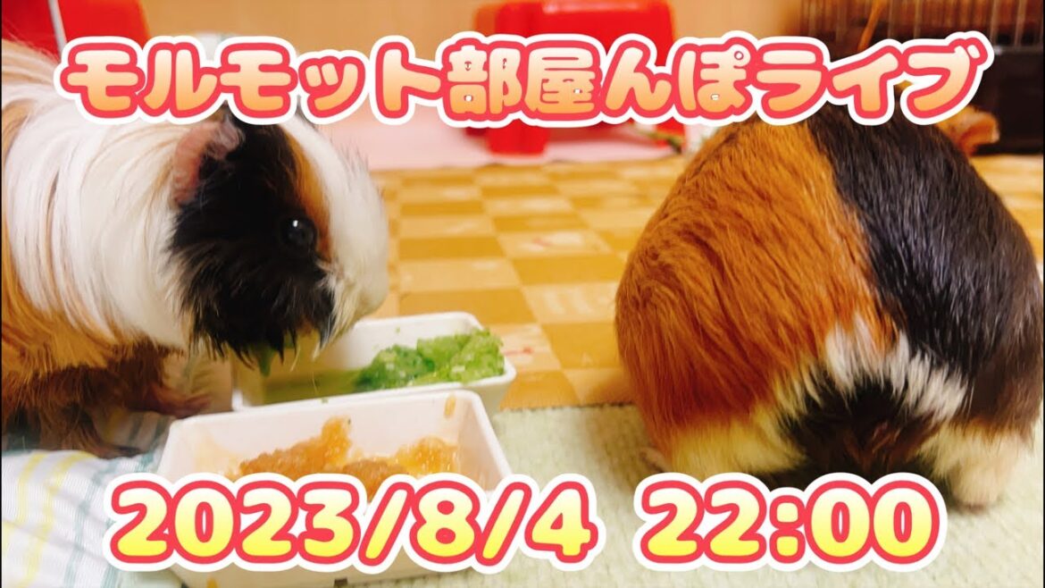【モルモット】部屋んぽライブ2023/ 22:00