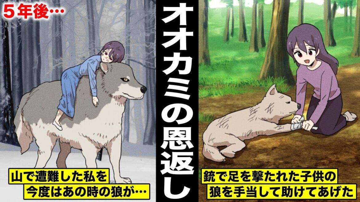 【漫画】森で足を銃で撃たれた子供のオオカミと出会って元気になるまで手当てし続けて助けた少女…5年後、山で遭難して動けなくなってしまった私の前にあの時のオオカミが現れて私を背中に乗せて・・・