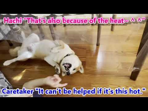 Hi! I’m a gorgeous Shiba Dog, HACHI! Episode 62 Hachi’s lazy everyday life