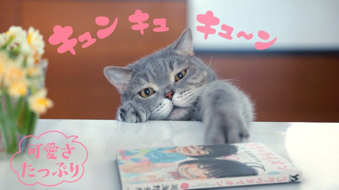 【可愛さたっぷり】『3月のライオン』最新17巻発売記念”オノマトペ”PV