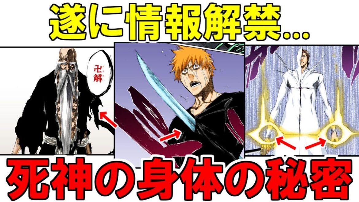 【公式Q&A】死神の身体機能について面白い情報が判明しました…!【ブリーチ解説】