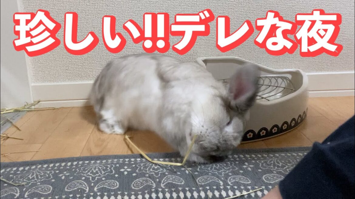 珍しい!女の子うさぎのデレな夜♡【ホーランドロップ】