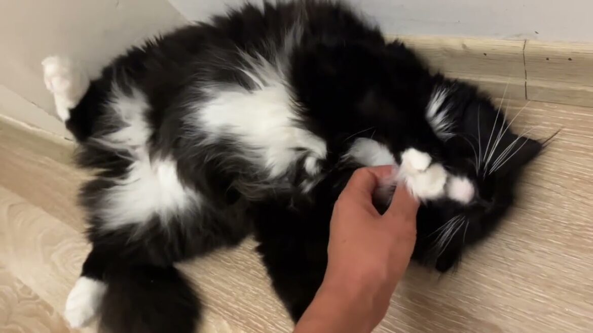 Pet me before sleep 寝る前にモフモフをおねだりする猫