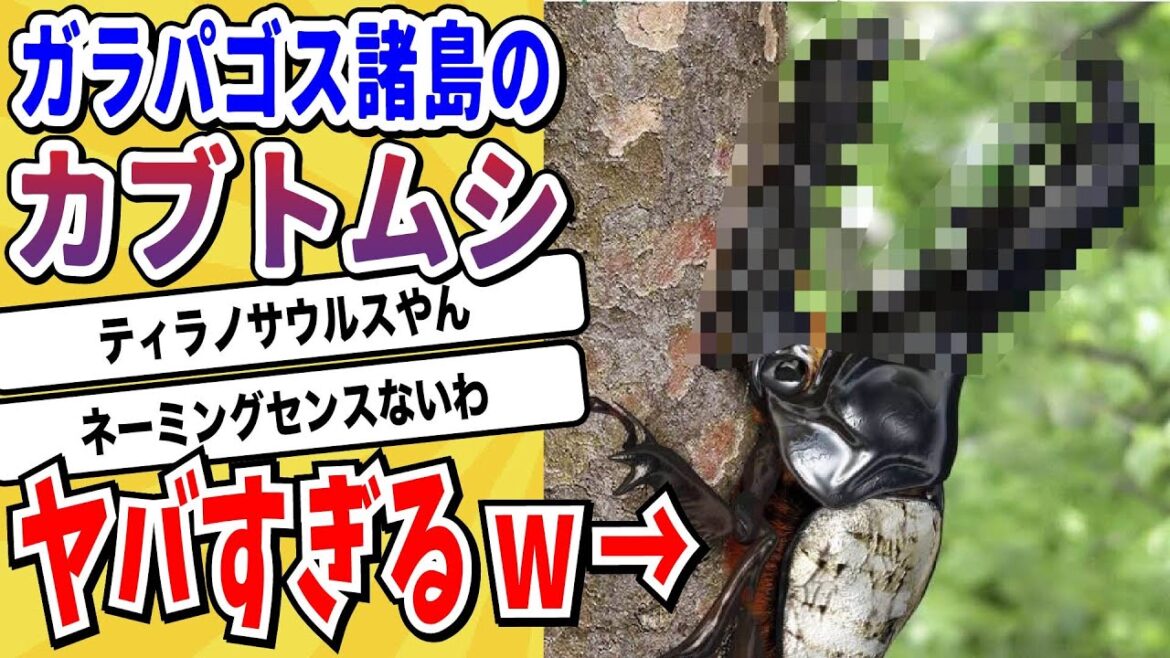 【2ch動物スレ】昆虫の王者「カブトムシ」ガラパゴス諸島でとんでもないのが見つかる→ティラノサウルスの化身だと話題にw