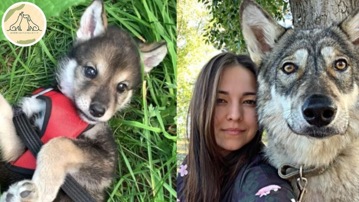 子犬と思ってオオカミの子を育てていた少女。その3年後に驚くべきことが!【感動】