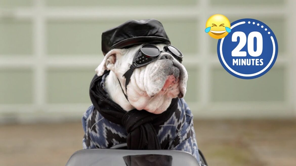 Hilarious Halloween Pet Costumes🤣  | Best Dog & Cat Halloween 2023