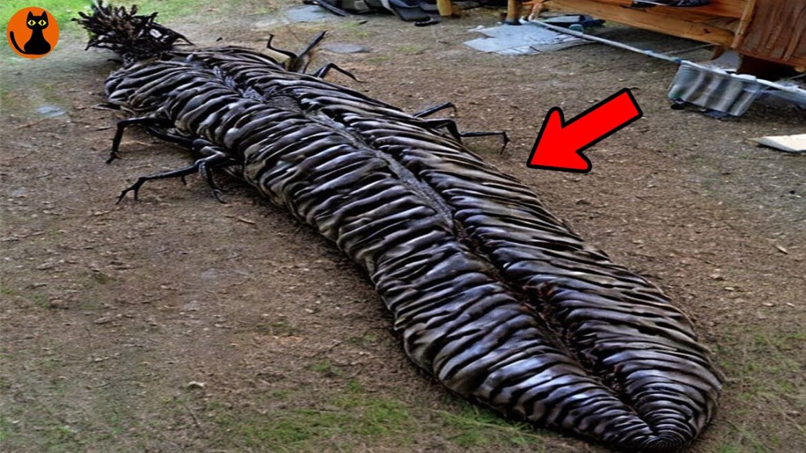 ジャングルの奥地で遭遇した未知の生物や場所8選(ゆっくり解説)#.84