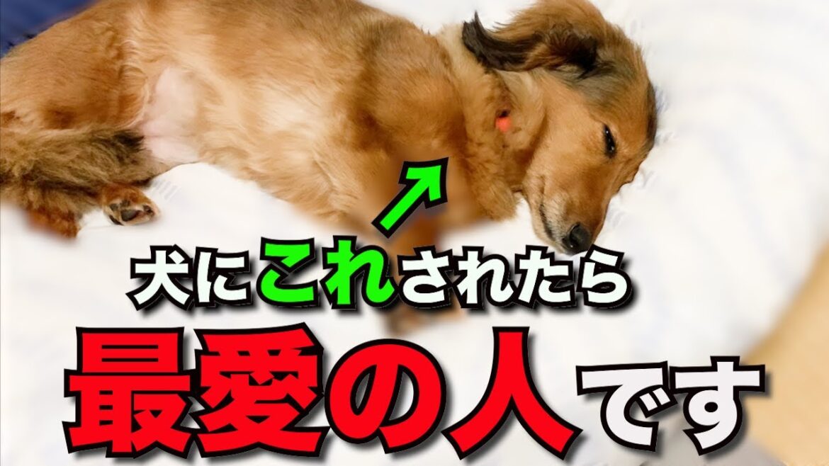 【飼い主必見】犬が心の底から好きな人にだけ見せる仕草7選
