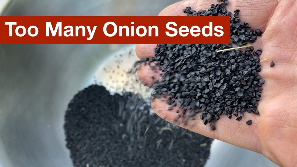Saving Too Many Onion Seeds