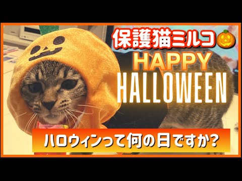 【ハロウィン】【保護猫】ミルコはじめてのハロウィン#保護猫#猫とハロウィン#kitten