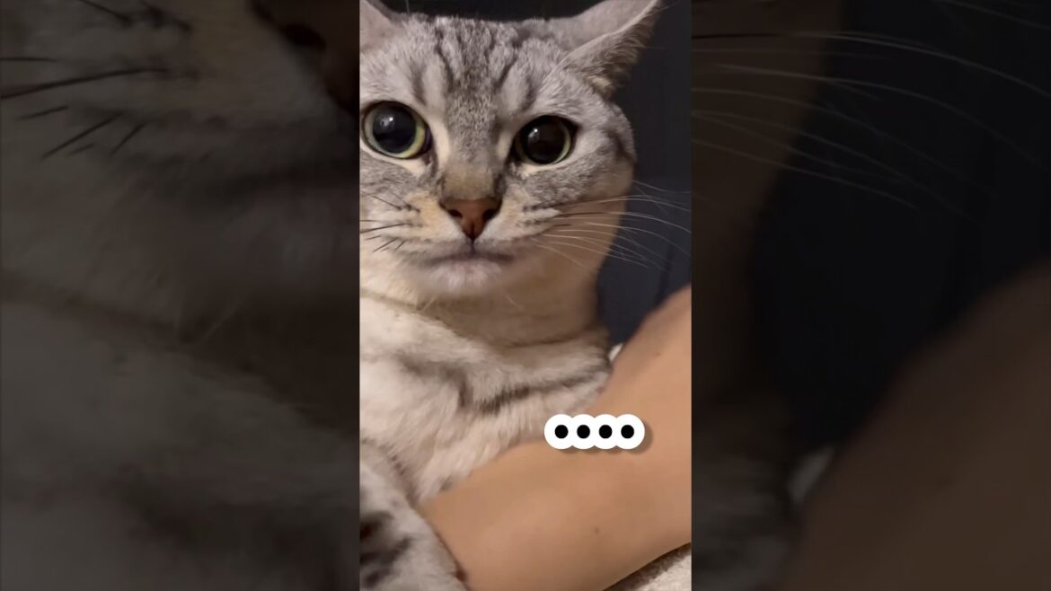 【猫動画】パパが離してって言うとめっちゃ嫌そうな顔をする猫‼︎笑 #shorts
