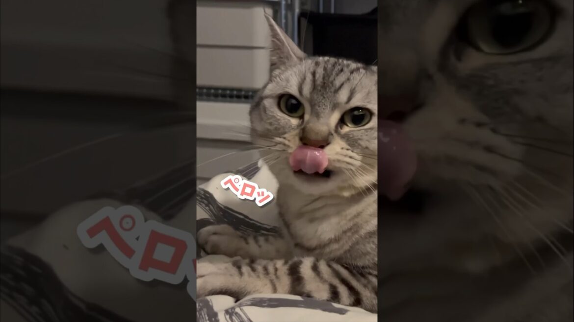 【猫動画】猫に寝起きドッキリをしようとしたら…バレた笑 #shorts