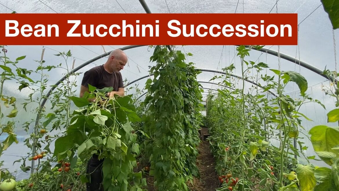 Bean and Courgette/Zucchini Succession