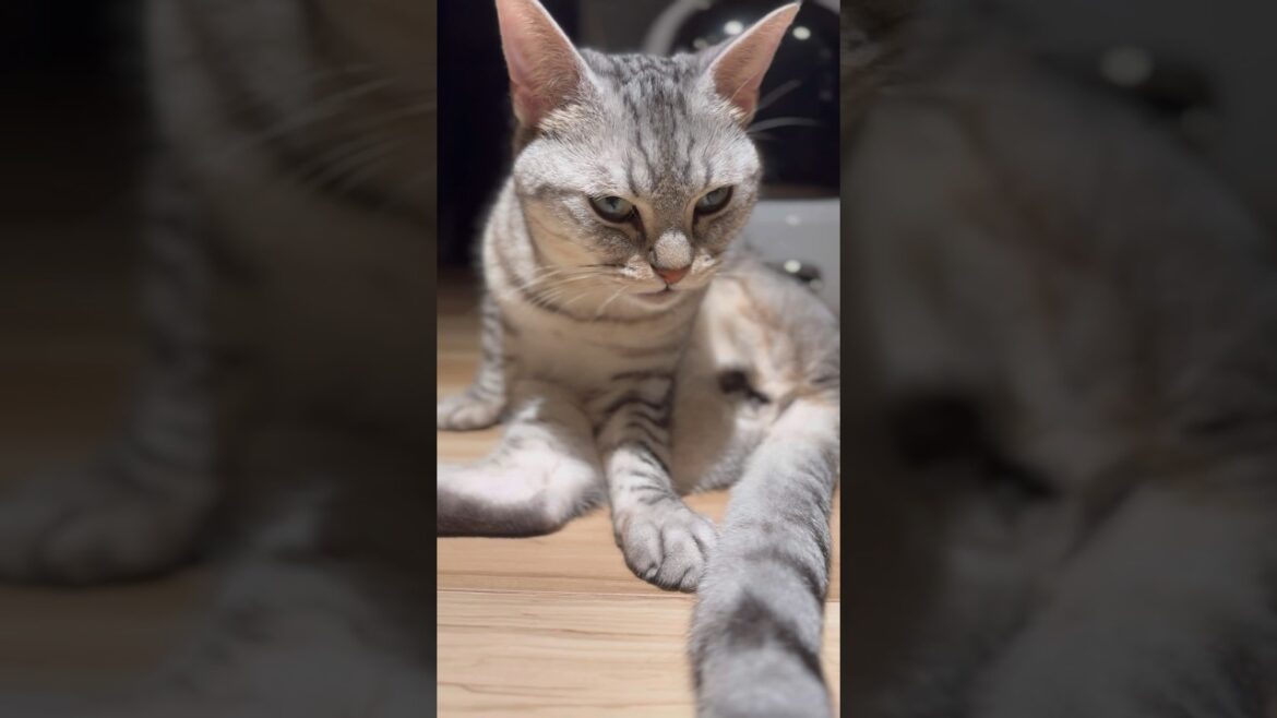 【猫動画】猫に黙ってコンビニに行ったら怒られました…笑 #shorts