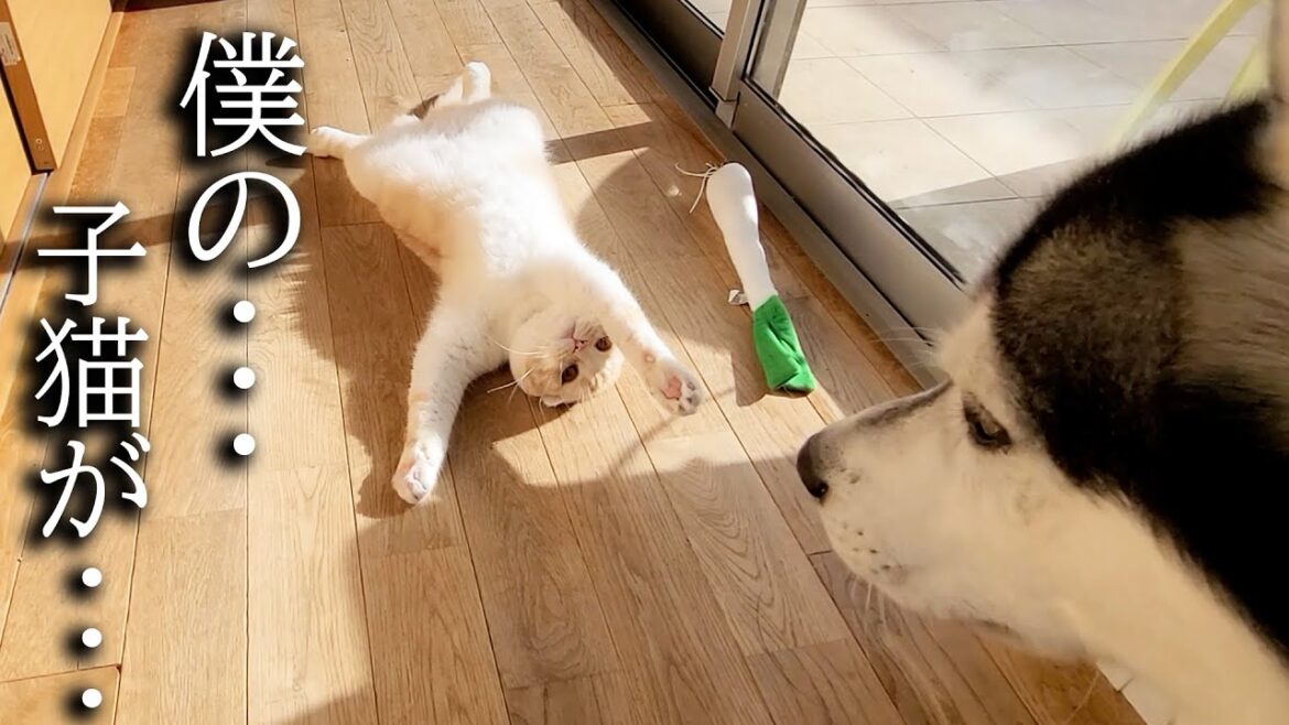 倒れてピクピクする猫を見た犬の行動に驚きました…