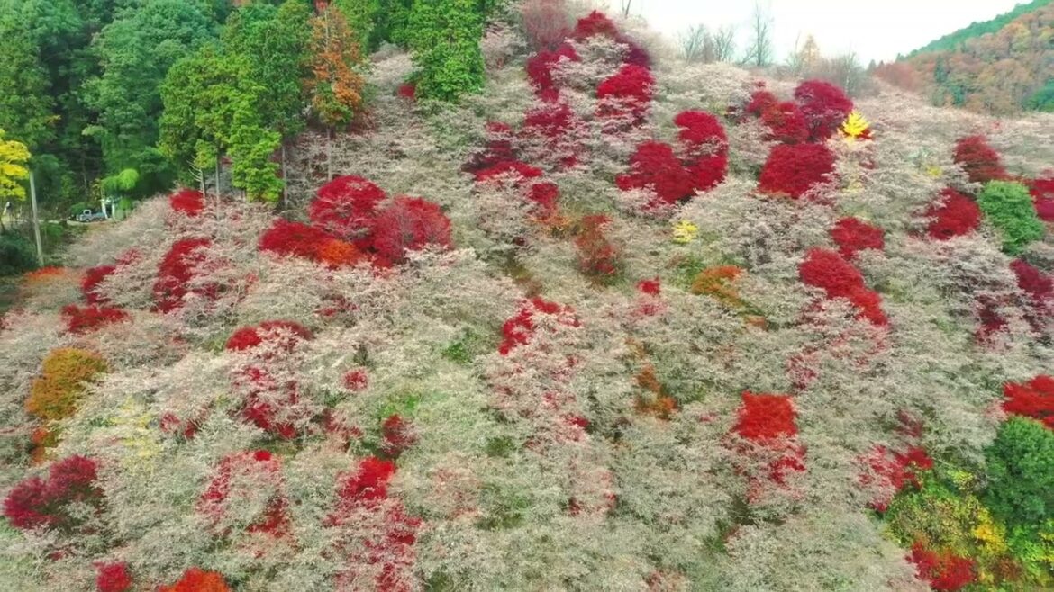 小原四季桜 Obara Shikizakura