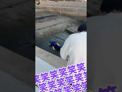 海にファインディング・ドリーいたら?www【検証】#shorts