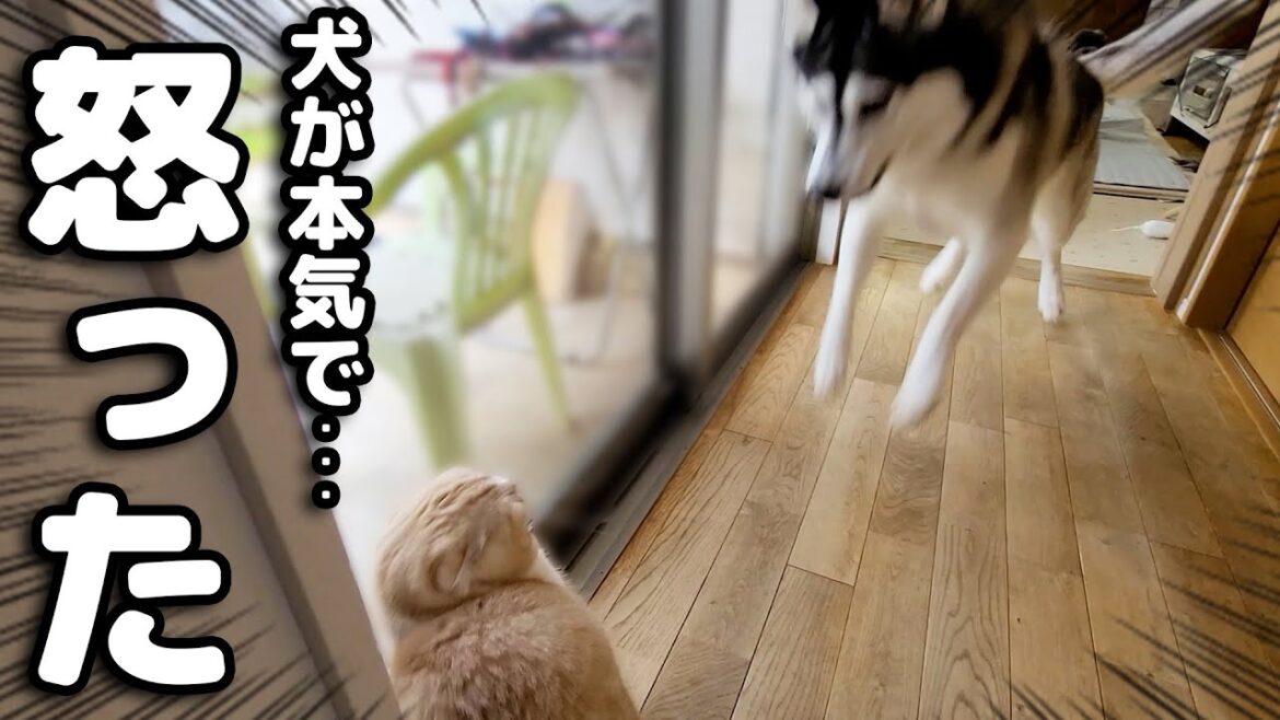 初めて本気で犬に叱られたら猫がまさかの…