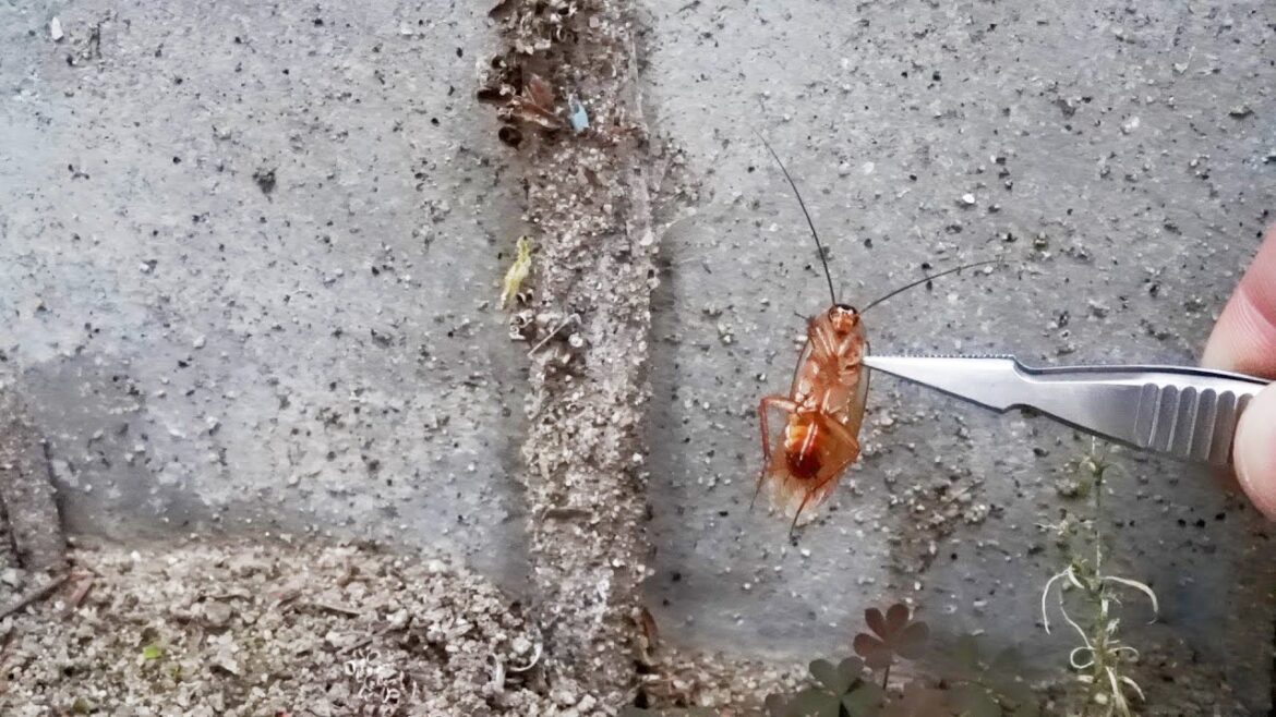家の下についた謎の袋にゴキブリを押し当てると…ヤバすぎた