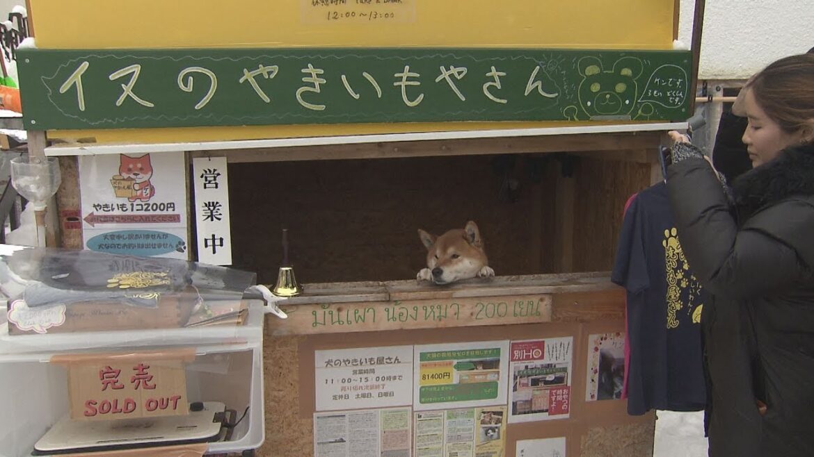 行列のやきいもやさんかわいい店員が話題に…ワンちゃんがちょこんと【HTBニュース】