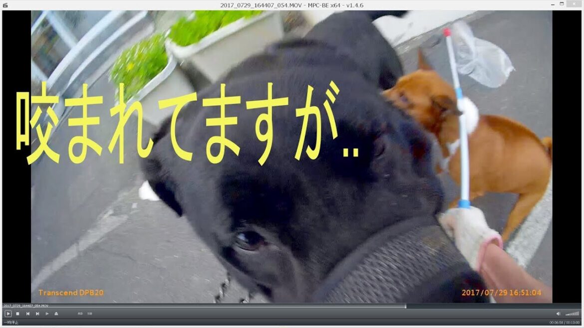 うちのワンコが犬に咬まれました ♯8
