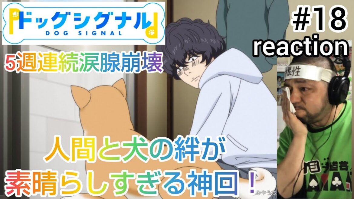 ドッグシグナル 18話 リアクション 【歴代2位タイ記録!5週連続涙腺崩壊!犬の為に人が変わる素晴らしいお話でした!】DOG SIGNAL ep18 reaction 同時視聴 反応 #ドッグシグナル