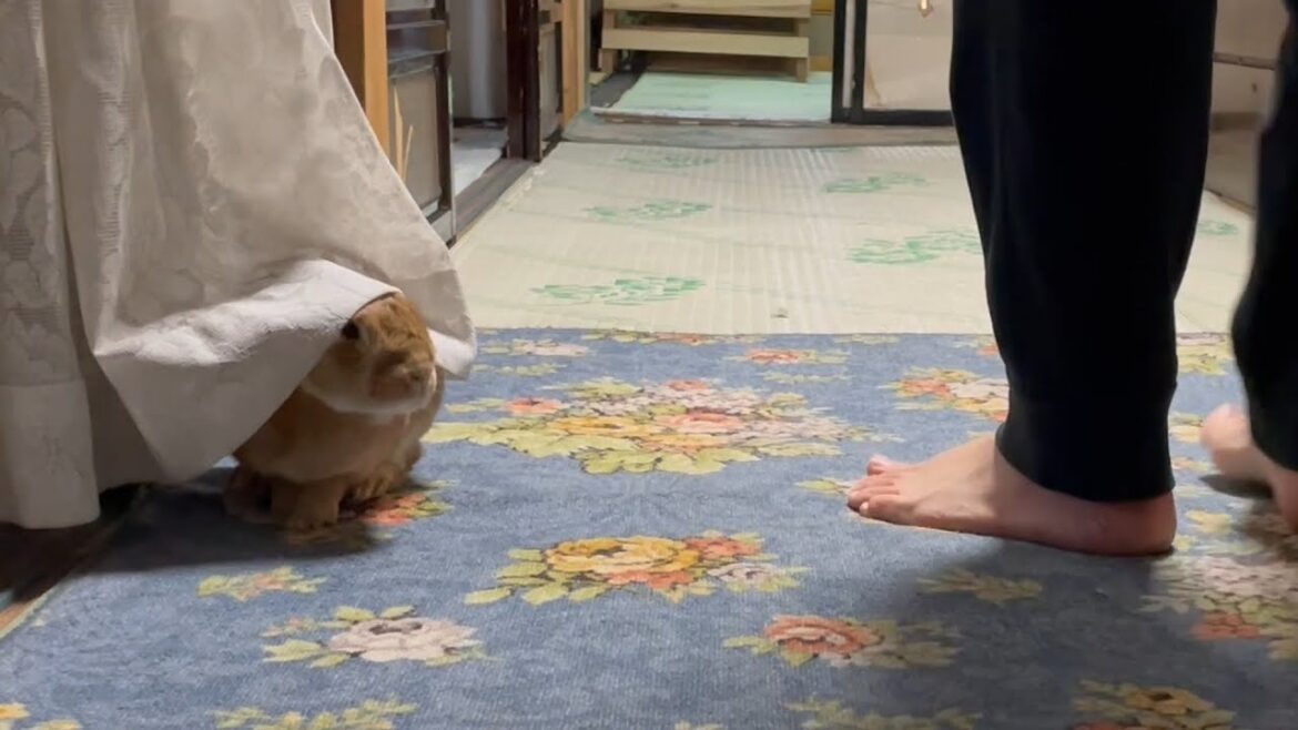 全力でかくれんぼに誘うウサギが可愛すぎました。 (No.1030)