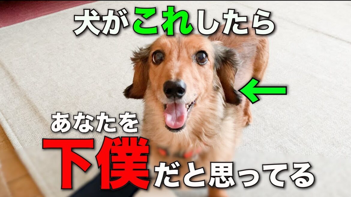 犬がバカにしている飼い主にだけ見せる仕草4選【完全版】