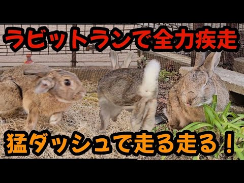 自作ラビットランで全力疾走!ウサギが猛ダッシュで走る!走る!【460】365日うさぎ/うさ父どうが