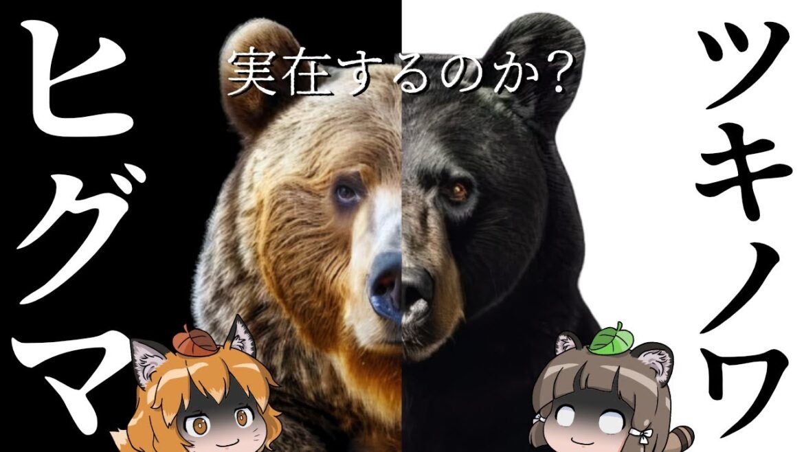 【ヒグマ×ツキノワグマ】秋田の山に最凶のクマが誕生している可能性…?|警察2名が襲われた本当の裏側とは