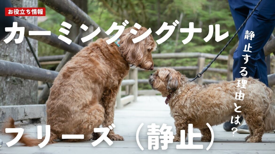 犬のカーミングシグナルとは?『フリーズ(静止)』行動の意味と対処法【Alice’s Dog & Cat】#カーミングシグナル #犬語 #犬