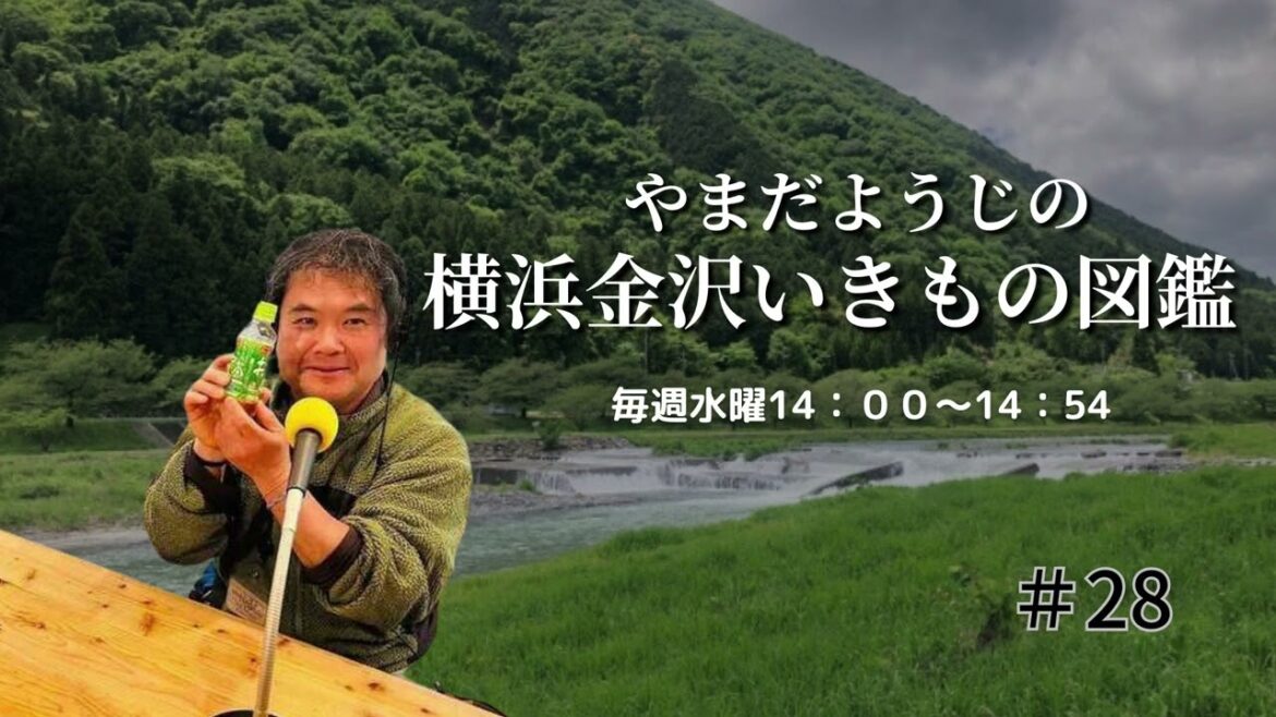 ラジオ番組『やまだようじの横浜金沢いきもの図鑑#28』20240821放送回