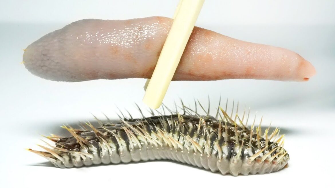 ウミケムシにユムシが刺されると…ヤバすぎた ウミケムシにユムシが刺されると…ヤバすぎた
