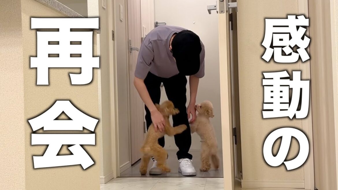 ６日ぶりに飼い主と再会したチビ犬２匹の反応が泣ける【トイプードル】