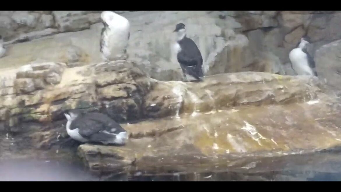 JAPAN TOKYO KASAI Aquarium 「Common Murre」&「Tufted Puffin」#japantravel #birds #葛西臨海水族園 JAPAN TOKYO KASAI Aquarium 「Common Murre」&「Tufted Puffin」#japantravel #birds #葛西臨海水族園