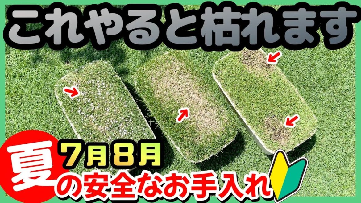【枯らしてみた】真夏の芝生のトラブルは理解すればカンタンに回避できます【7月8月の手入れ】