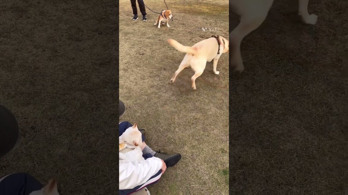 愛犬賢殿と犬仲間ルー君、トト君。 #柴犬 #shibaken #dog #犬犬 #しば