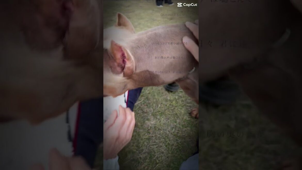 賢ちゃんへの思いが溢れて言葉になりません。#shorts #賢殿