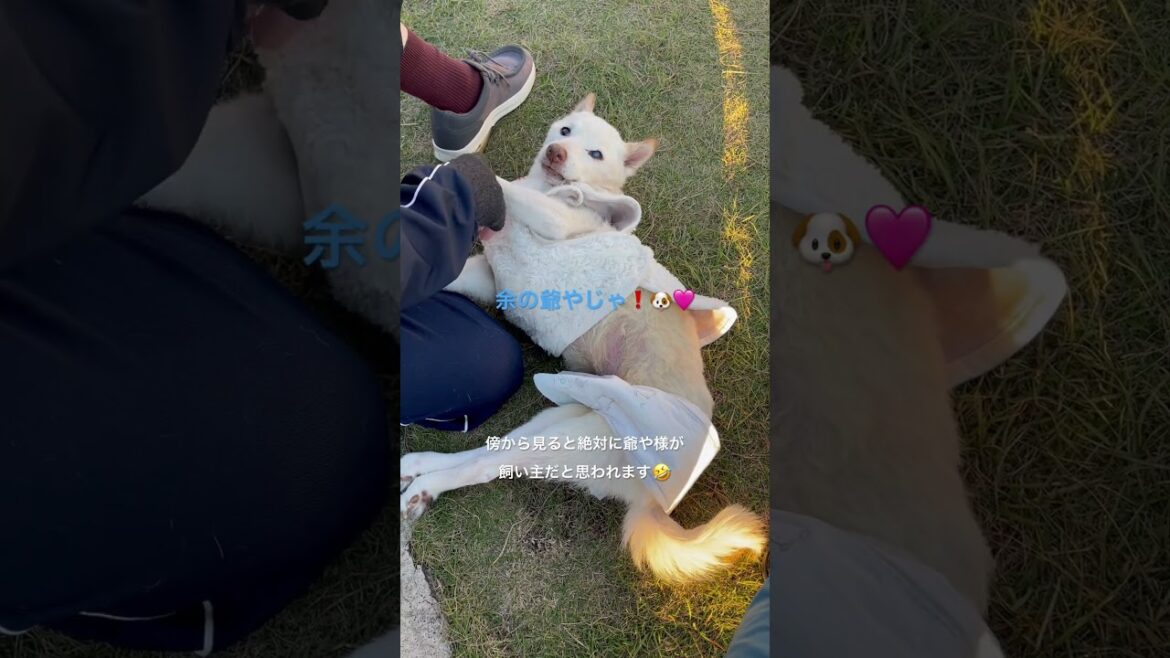 爺や様と殿の逢瀬。 #dog #shibaken #animaldog #shorts