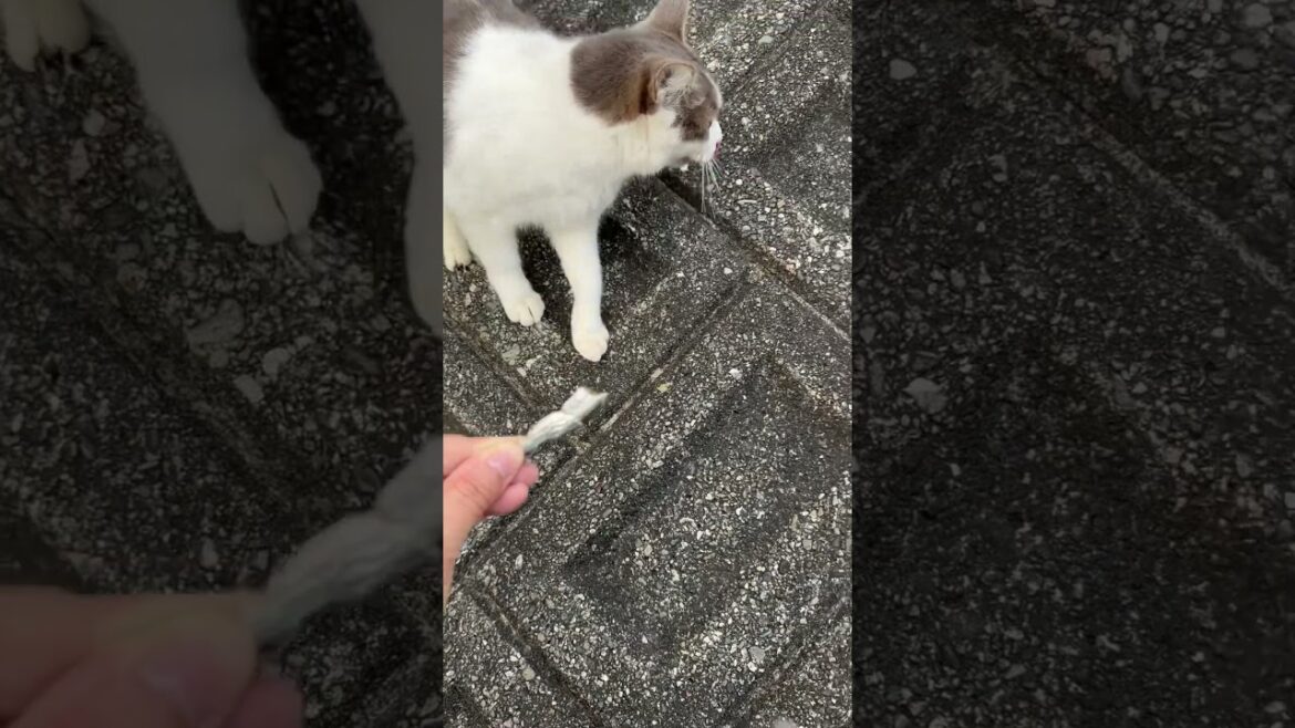 9/28賢殿の5回目の月命日です#shorts #賢殿