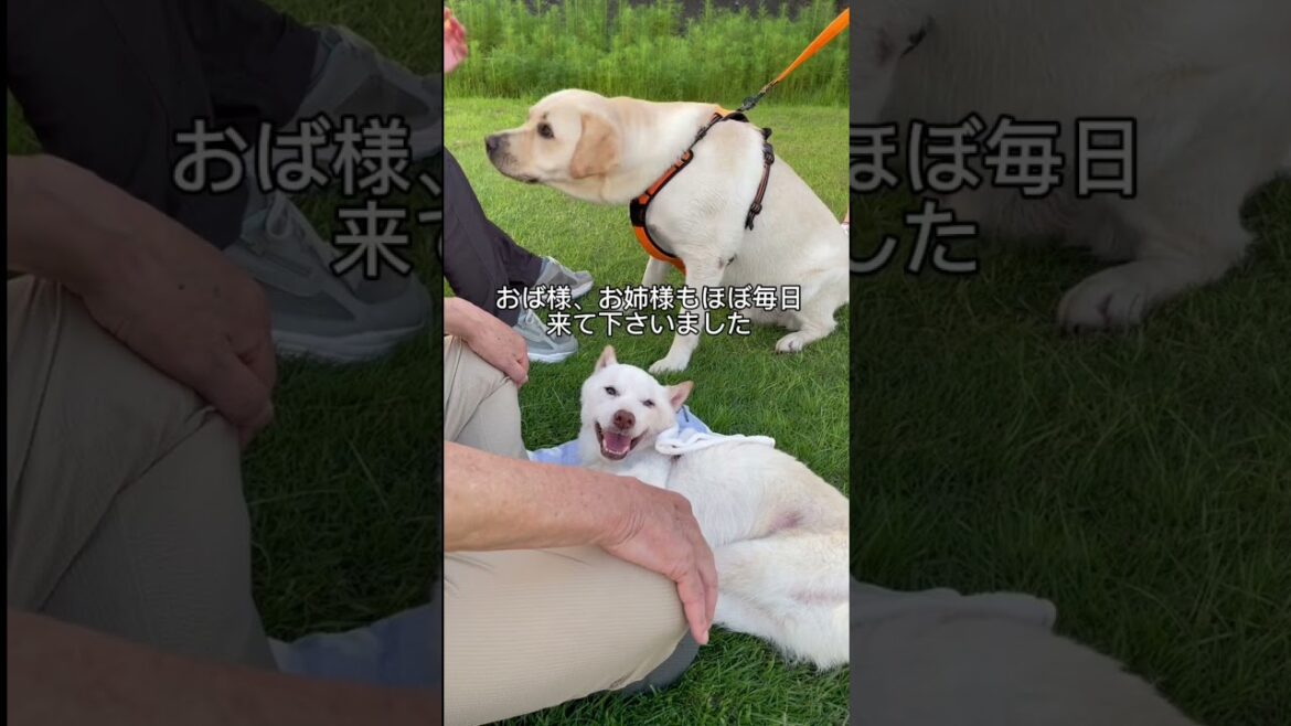 賢殿から皆様への残暑お見舞いと去年の夏の思い出#shorts #賢殿