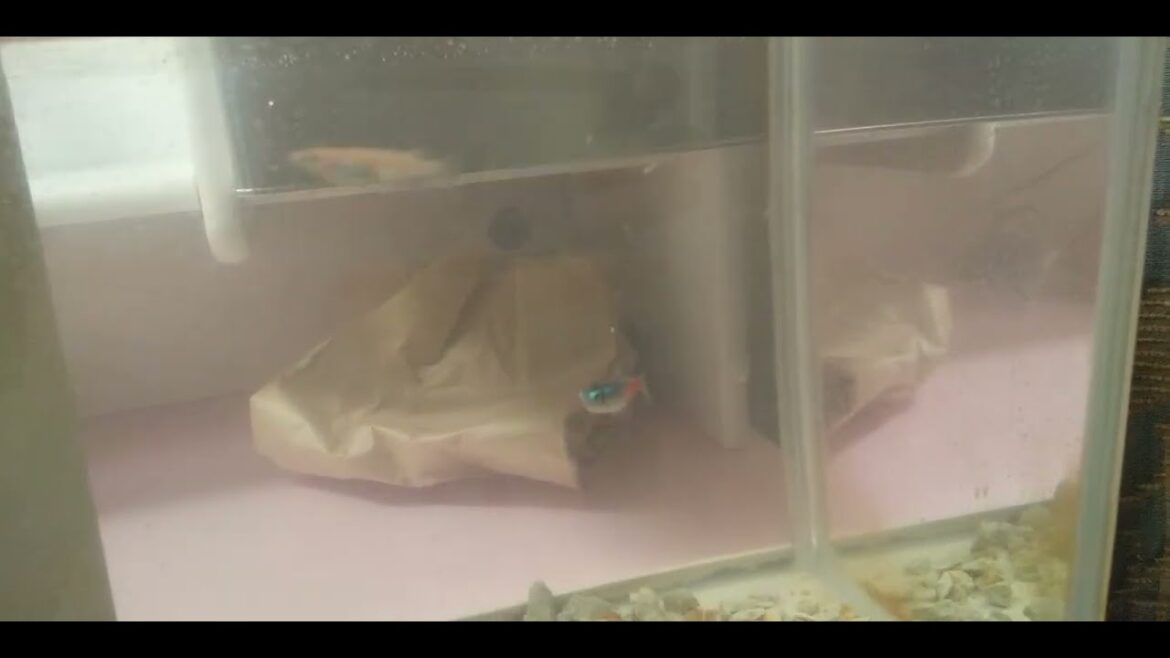 ネオンテトラ&ヒメダカ #aquarium #おうち時間 #japanese ネオンテトラ&ヒメダカ #aquarium #おうち時間 #japanese