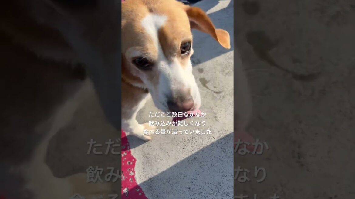 【4/28午前6時前頃賢殿天国に旅立ちました】4/25賢殿様のドナドナお散歩風景の続き#shorts#賢殿#老犬