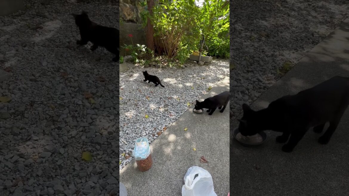 9/23自転車で来た猫おばさん女中④炭治郎、パトラ、黒子猫#shorts #賢殿 9/23自転車で来た猫おばさん女中④炭治郎、パトラ、黒子猫#shorts #賢殿