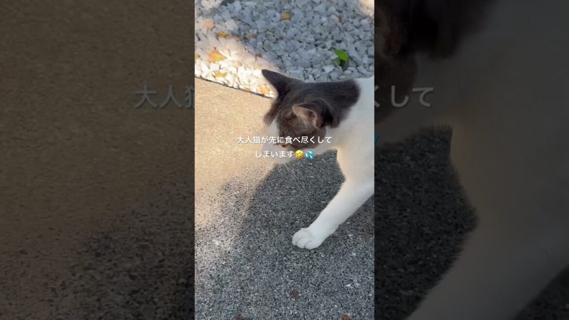 9/2チビ殿とのドナドナお散歩と猫おばさん女中③子猫にも食べて欲しい#shorts#賢殿