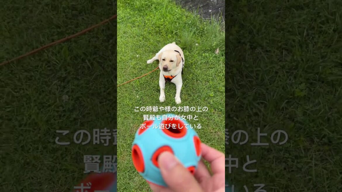 【4/28賢殿天国へ旅立ちました】4/26最期のドナドナ〜ルー君、ムーンちゃん、トト君とはじめてボール遊びをした女中#shorts #老犬