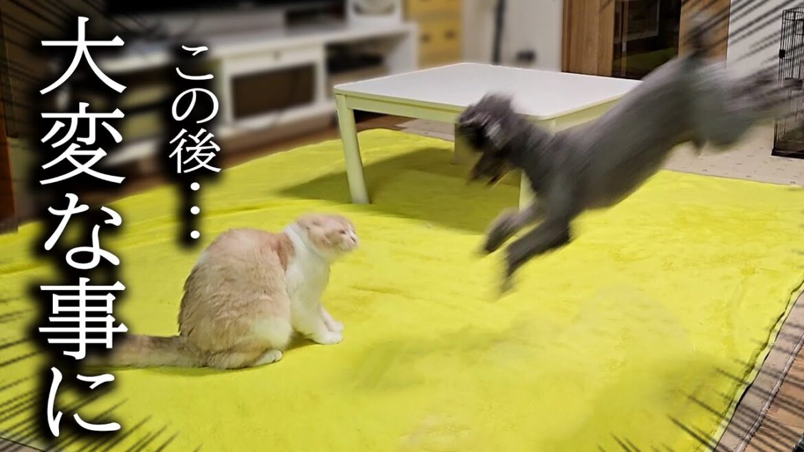 初めて猫と犬が本気で喧嘩したらこうなっちゃいました...