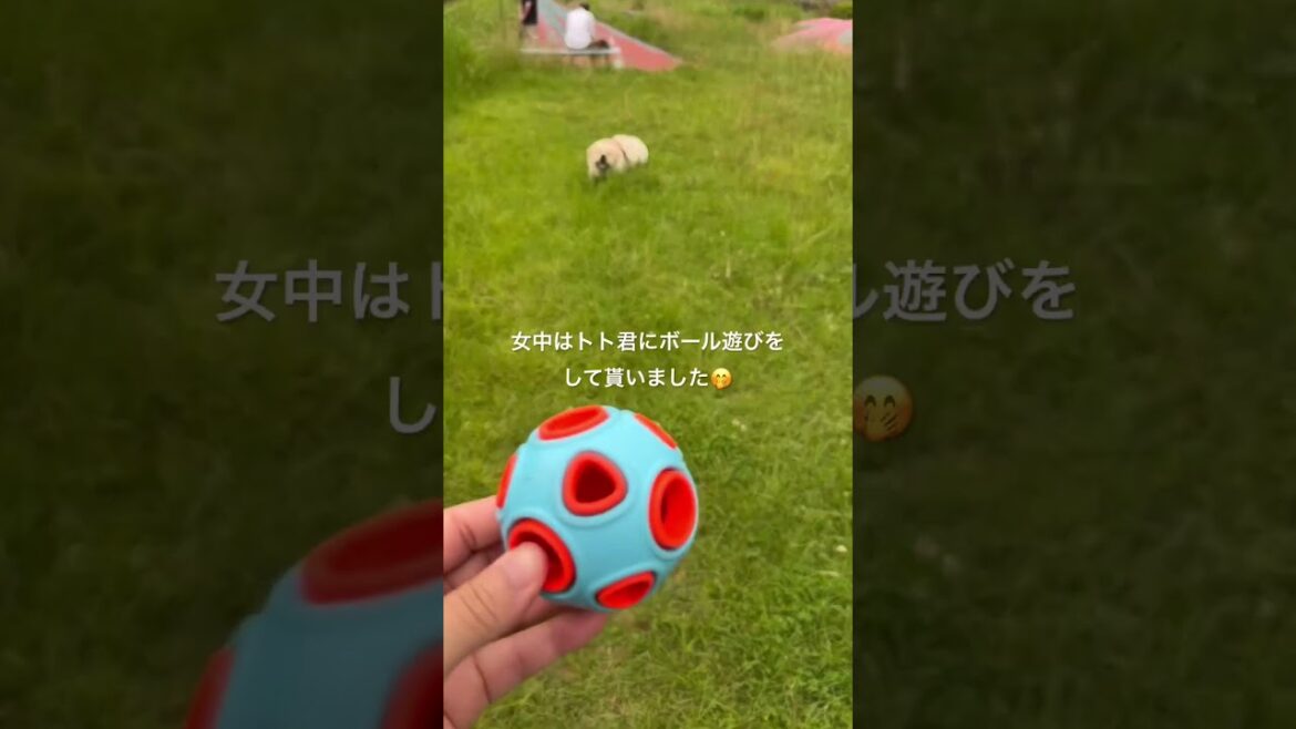 賢殿がいつでもお空から女中の元へ来られるようにドコ友カナさんから頂いた行灯のプレゼント#shorts#老犬介護 賢殿がいつでもお空から女中の元へ来られるようにドコ友カナさんから頂いた行灯のプレゼント#shorts#老犬介護