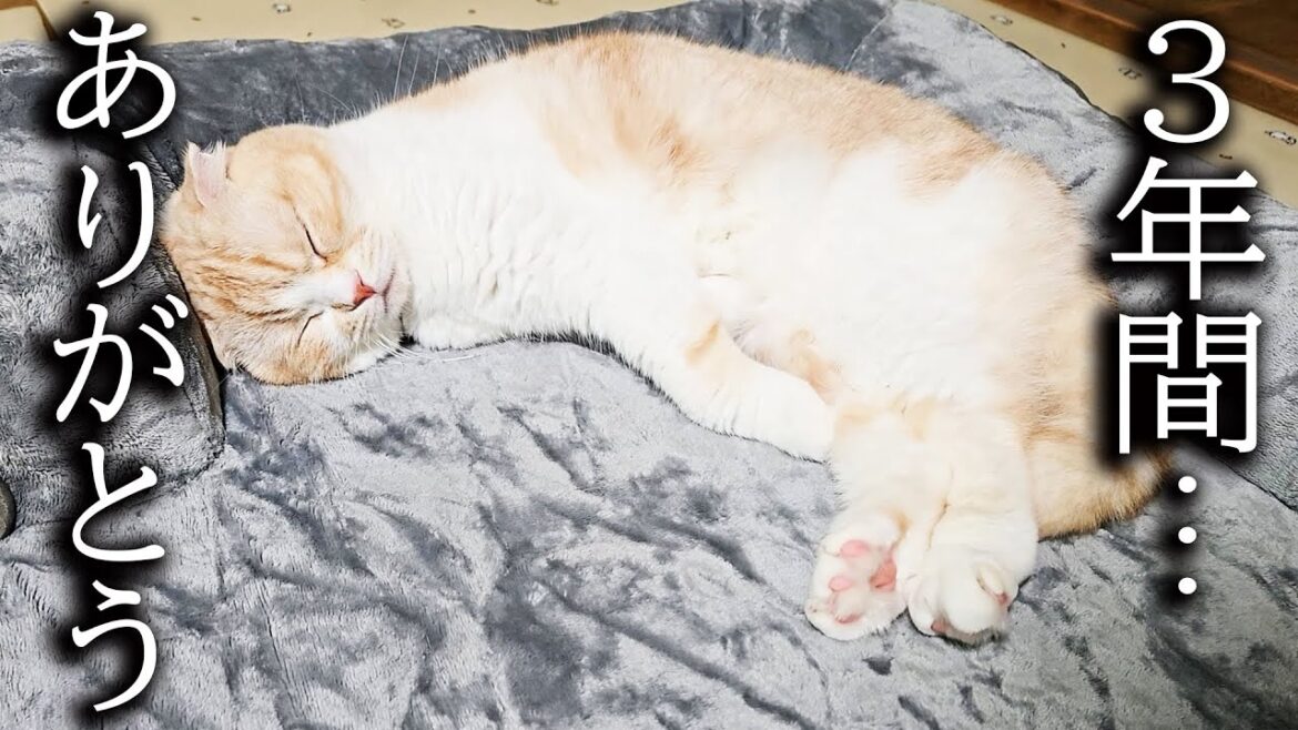 犬に買った布団に猫が寝てた結果こうなった… 犬に買った布団に猫が寝てた結果こうなった...