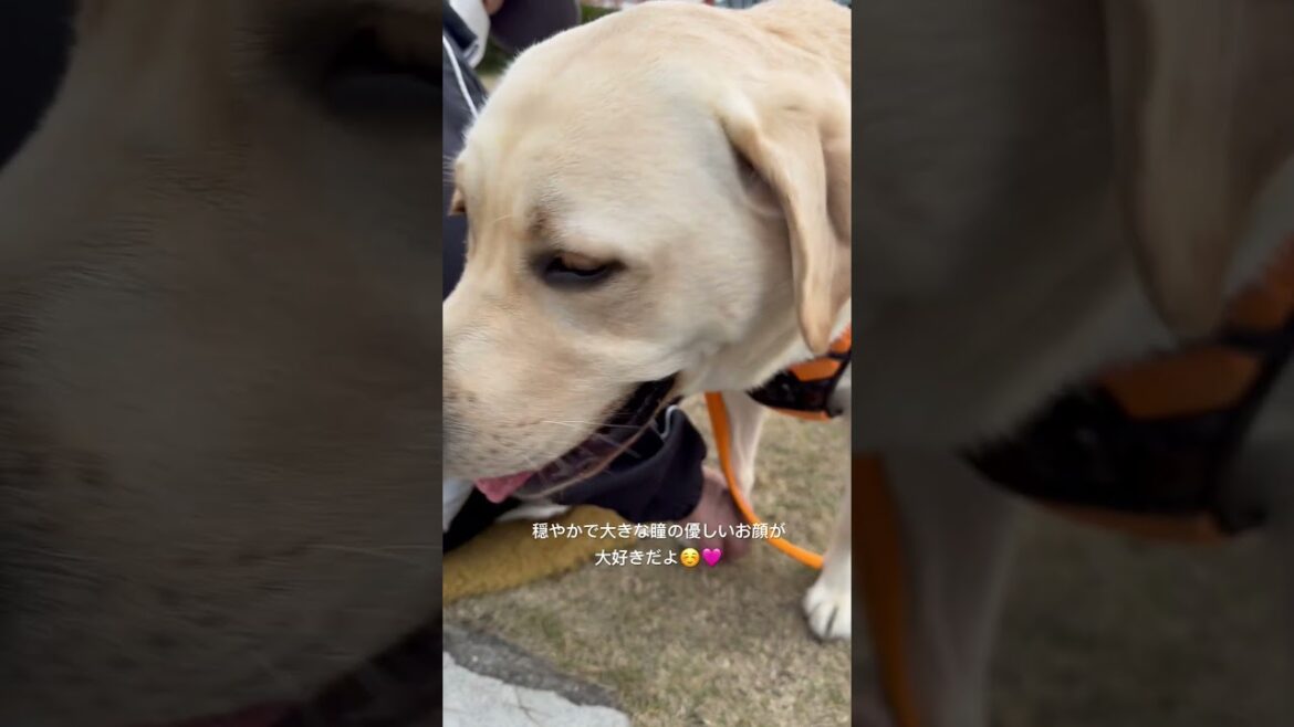 12/30賢殿のドナドナお散歩風景②〜トト君 #shibaken #dog #しば #犬犬 #dogshorts